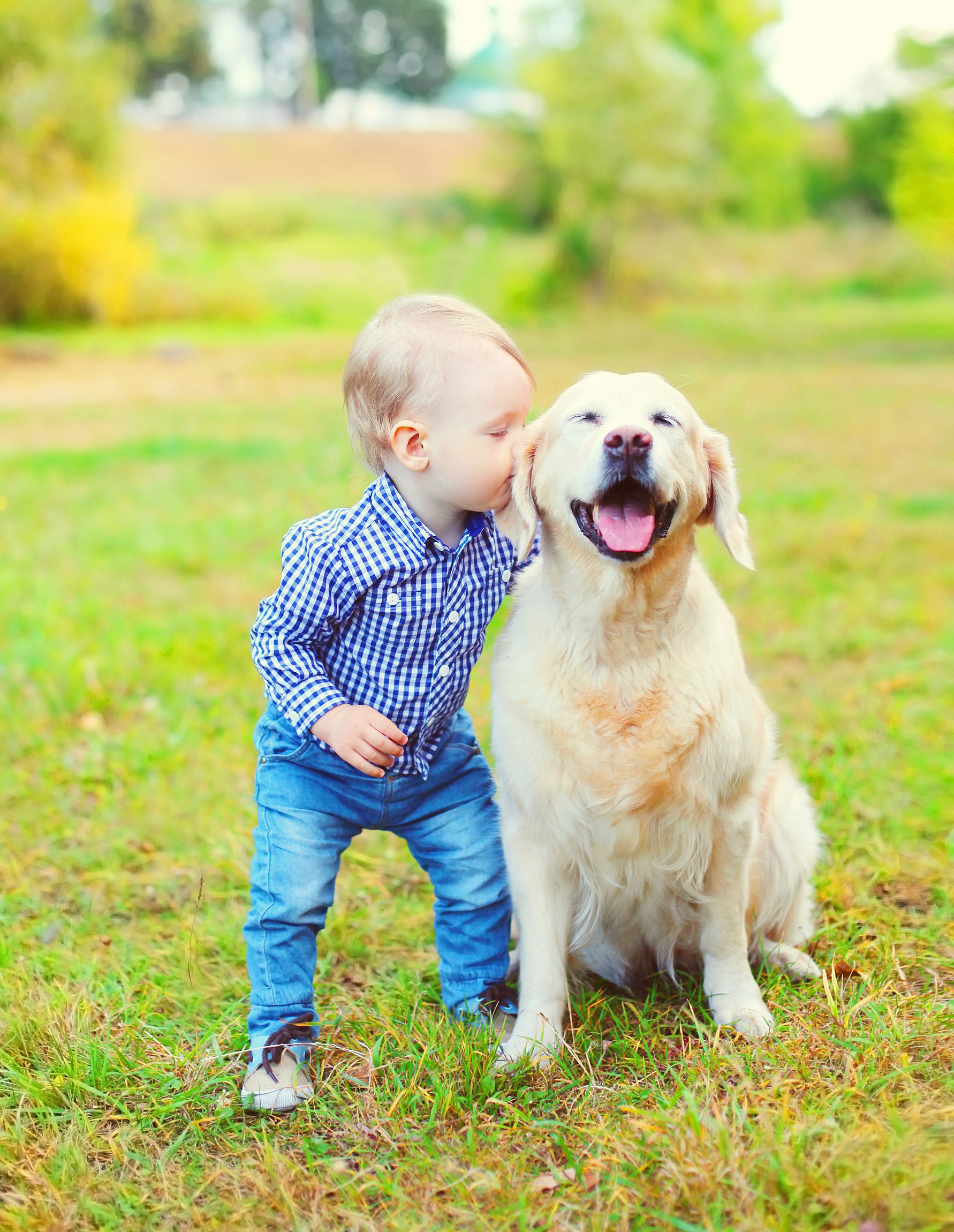 Camelot Beach Suites Little boy kissing Golden Retriever dog on grass in park